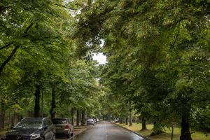 Vilnius siekia dar labiau apsaugoti brandžius medžius