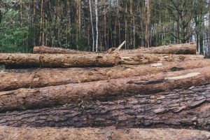Klaipėdos prokuratūra aiškinsis situaciją dėl kirtimų Kuršių nerijos nacionaliniame parke