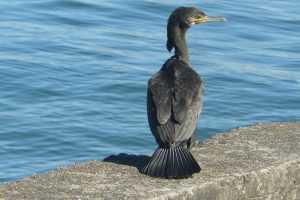 Aplinkosaugininkai suskaičiavo didžiuosius kormoranus