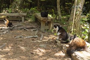 Nedidelėje saloje – kačių rojus