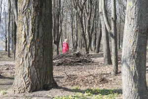 Draugystės parke Klaipėdoje – užsilikusios medžių šakos