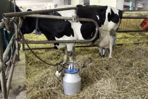 ŽŪM: ūkininkai nuo kitų metų galės tiekti tik atšaldytą pieną