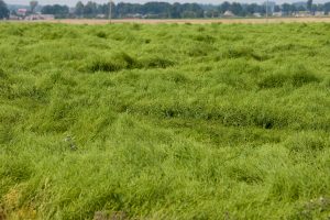 Dėl šalnų kai kur Lietuvoje prarasta 80 proc. ankstyvojo derliaus 