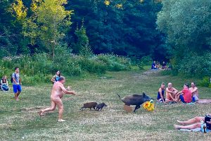 Vokietijoje nudistas vaikėsi jo nešiojamąjį kompiuterį nugvelbusią šernę