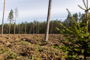 Dėl „Rail Baltica“ tiesimo Seimas leido kirsti miškus, įrengti laikinus kelius