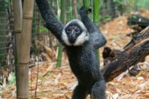 Už 20 žmonių užpuolimą ieškota beždžionė atsidūrė už grotų