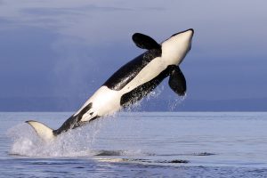 Prancūzijoje nerimaujama dėl Senos upėje pastebėtos didžiosios orkos