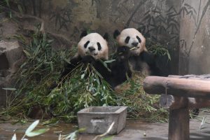Kinijos zoologijos sodas neigia, kad jų meškos yra persirengę žmonės