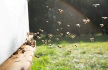 „Tele2“ daiktų interneto technologijos padeda išsaugoti bites: inovatyviu būdu stebi avilio vidų