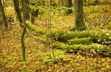Sustiprinta miškų apsauga: vyksta miškininkų reidai su policija, baudos – iki 2,4 tūkst. eurų