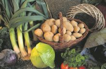 Ankstyvųjų bulvių sėklos – jau vagose, pernykštis derlius – dar aruoduose