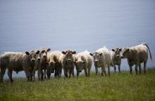 EP galutinai patvirtino – šiemet Lietuvos ūkininkams daugiamečių pievų atkurti nereikės