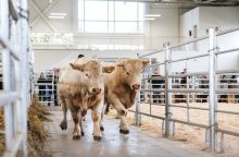 VDU Žemės ūkio akademijoje – Gyvulininkystės paroda 2023: parodos lankymas – nemokamas
