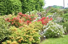 VDU Botanikos sode Kaune pražydo šimtai įvairiaspalvių rododendrų