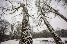 Vilniaus centre – brandžių medžių priežiūra