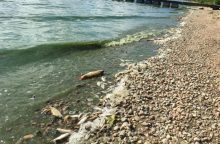 Aplinkosaugininkai: Šilutės rajone žuvys gaišta dėl deguonies trūkumo