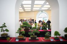 Prezidentūroje atidaroma G. Nausėdos globojama tarptautinė bonsų paroda