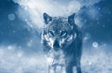 Vilkų medžioklės sezonas artėja prie pabaigos