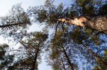 Tauragės rajono savivaldybė sodins naują mišką