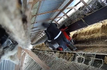Slapti kailinių žvėrelių fermų kadrai: gyvūnai talžomi, dusinami dujų kamerose