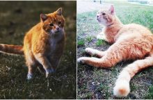 Garsusis Kernavės katinas įžymybe tapo ir instagrame – pats užsidirba pragyvenimui