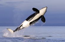 Prancūzijoje nerimaujama dėl Senos upėje pastebėtos didžiosios orkos